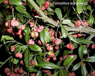 ul_euonymus_europaeus.jpg