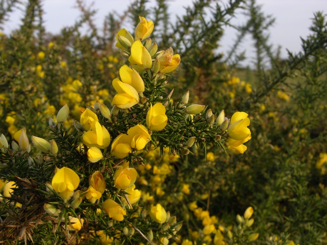 Ulex%20europaeus%2000011.JPG