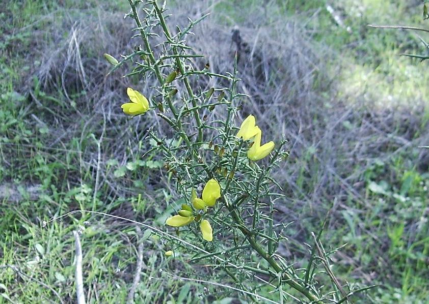 Ulex.JPG