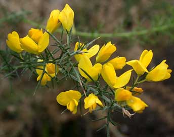 ulex-parviflorus-flores.jpg