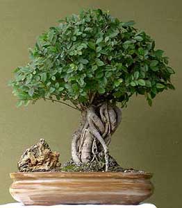 ulmus-parvifolia-bonsai.jpg