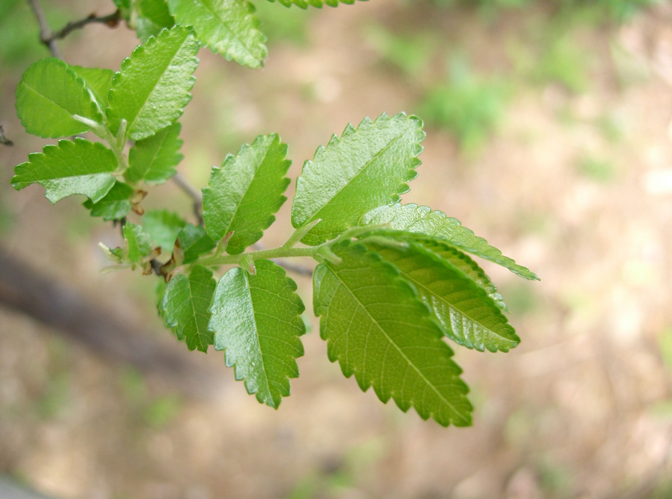 Ulmus_parvifolia5.jpg
