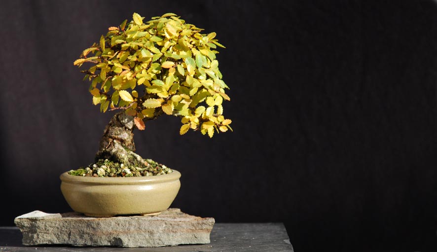 Ulmus_parvifolia_nire_11_2009_web.jpg