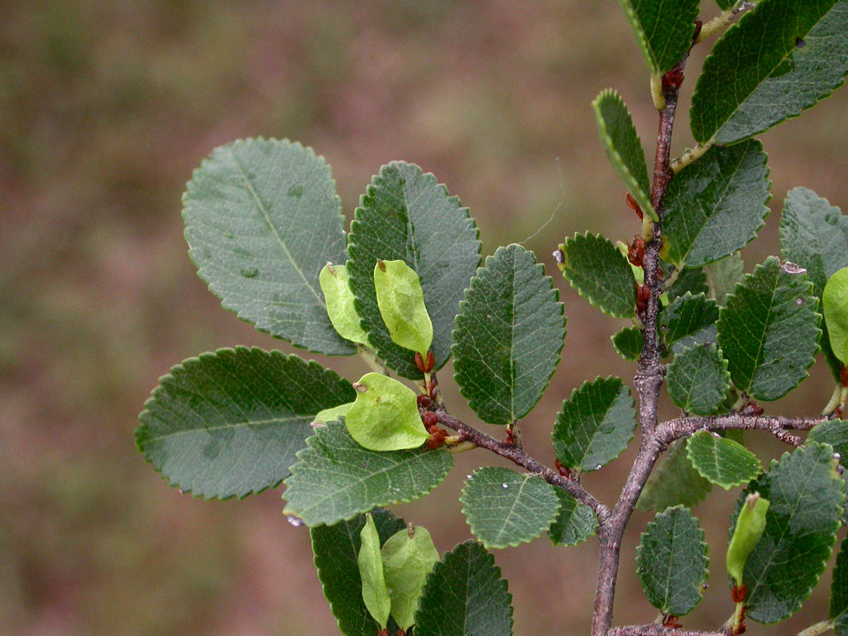 UlmusParvifolia.jpg