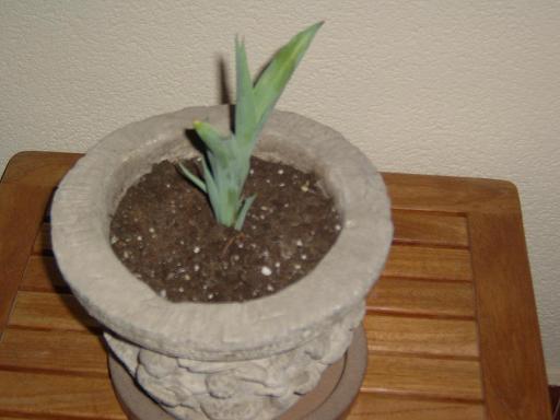 ultima foto tulipan.JPG