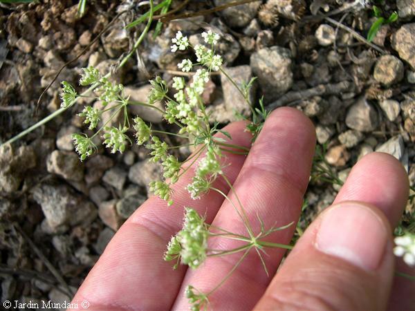 umbelifera-bracteas.jpg