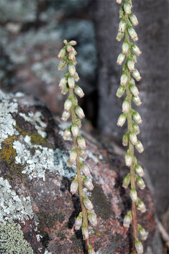 Umbilicus_sp_.JPG