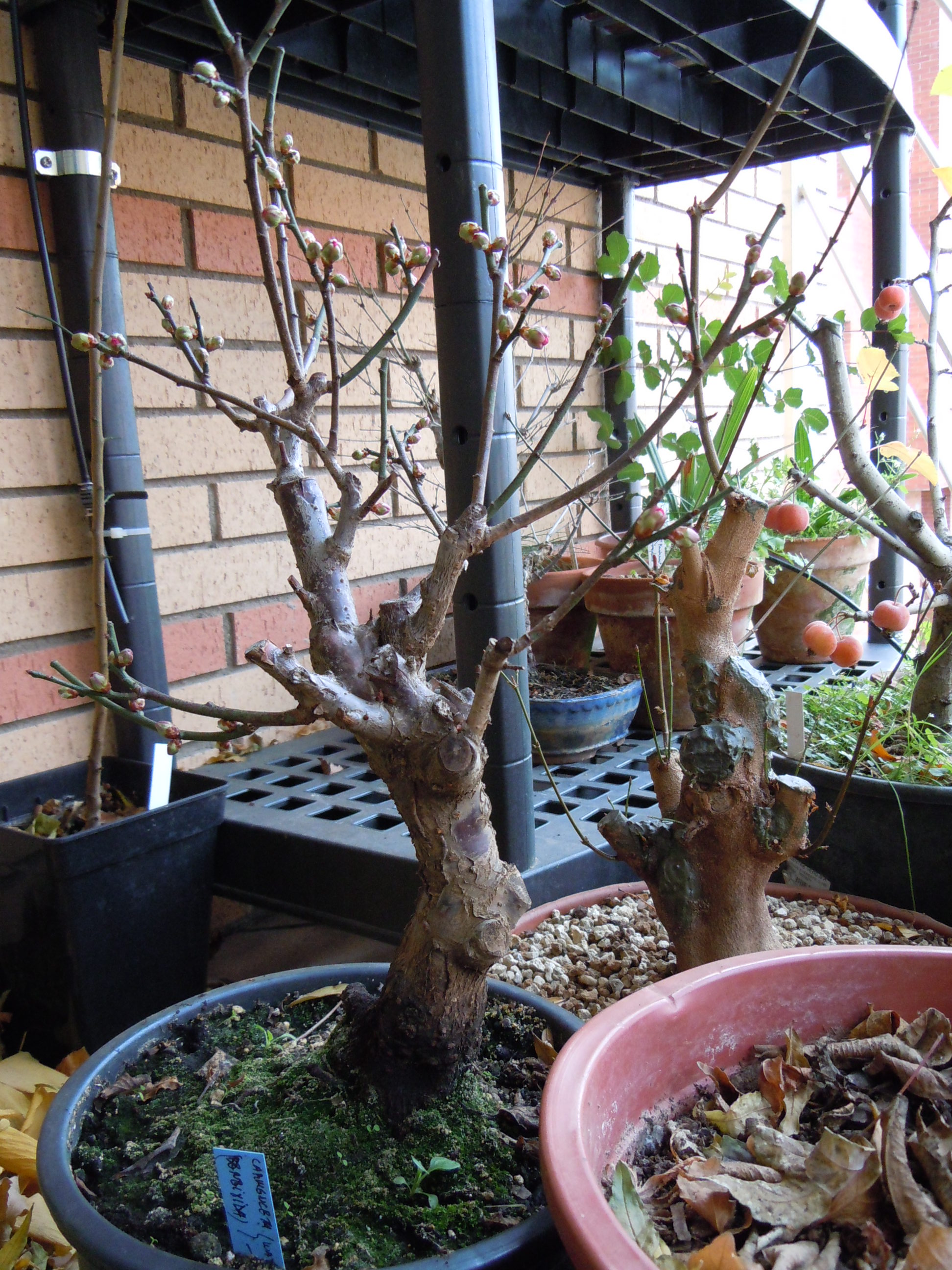Ume00.JPG