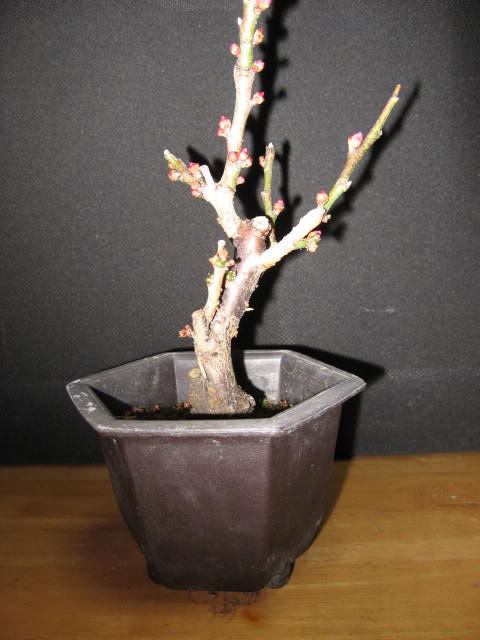 ume003.jpg