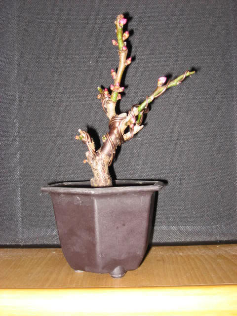 ume004alambre.jpg