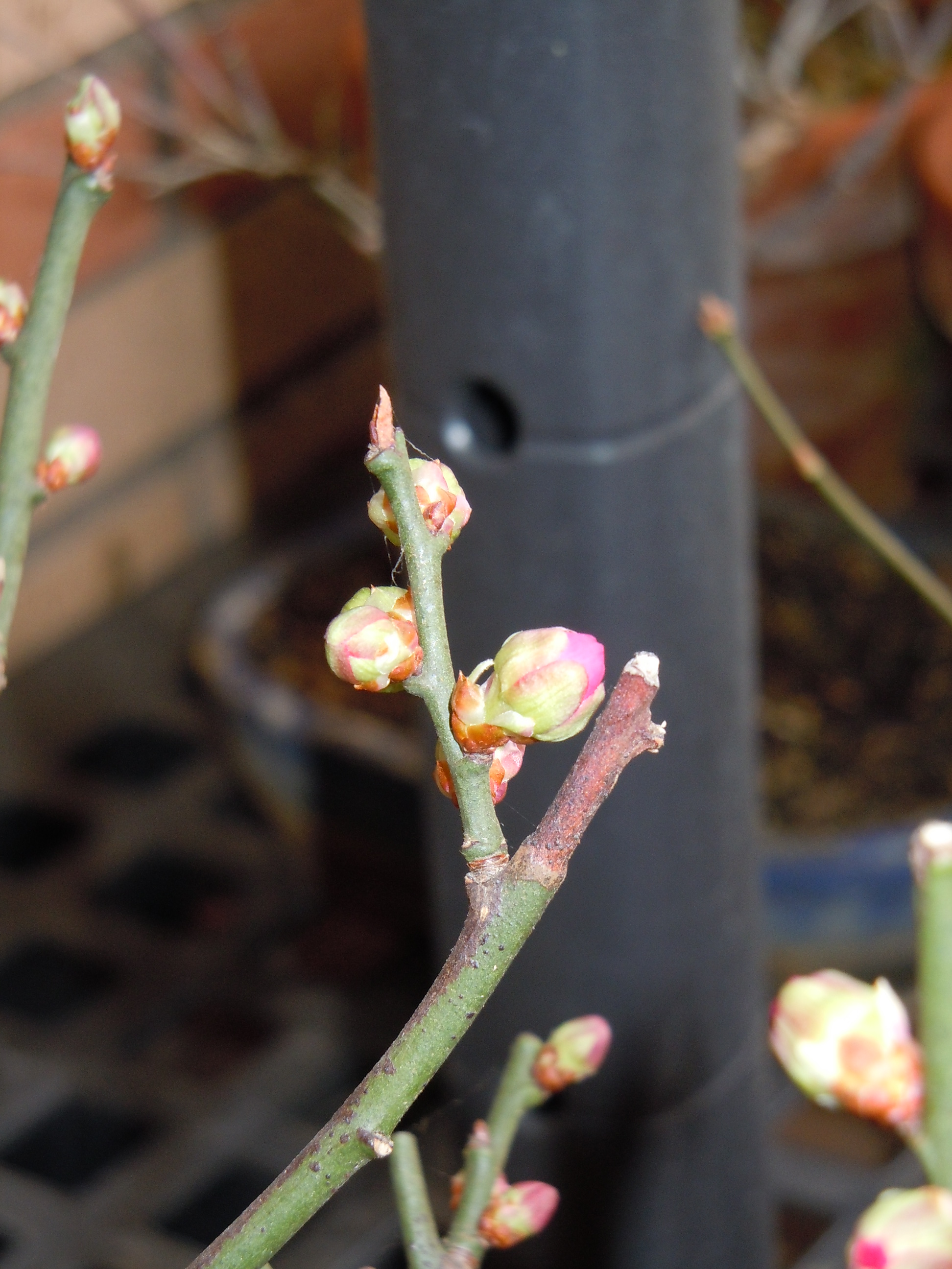Ume02.JPG