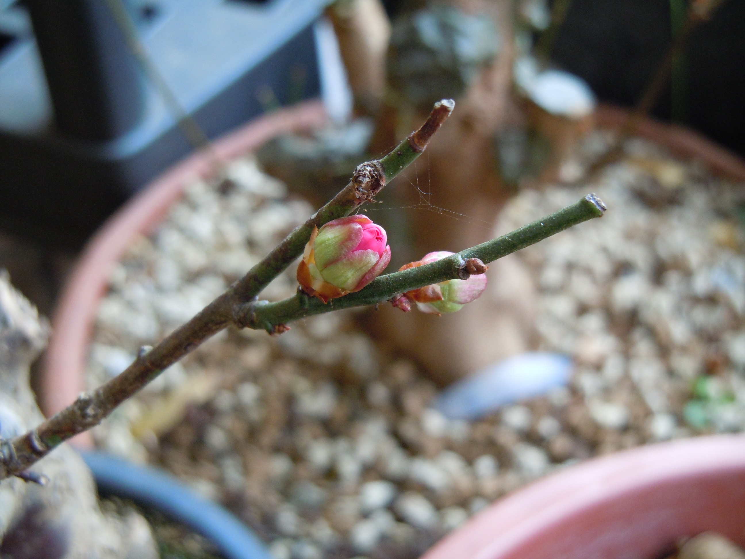 Ume03.JPG