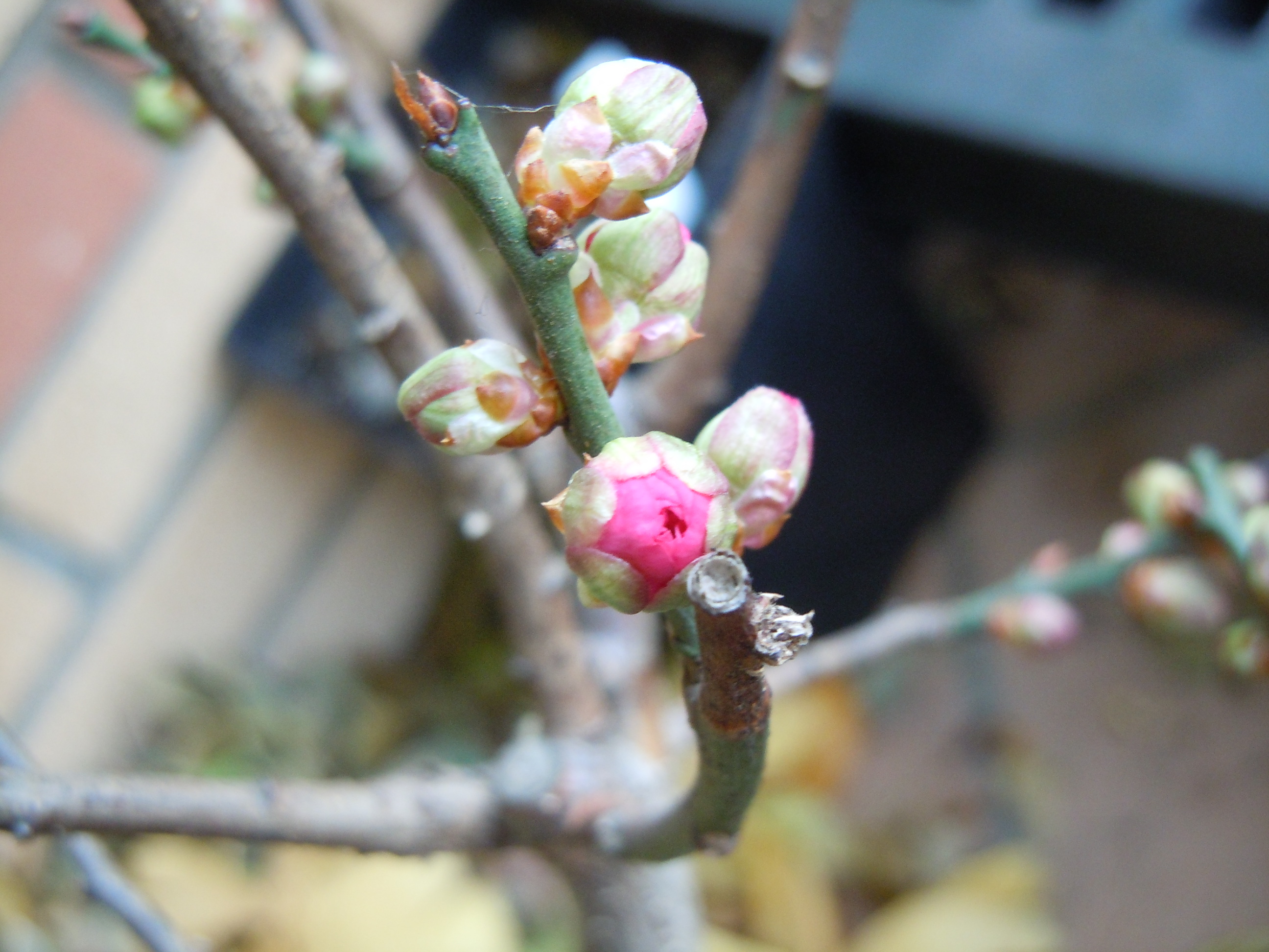 Ume06_color.JPG
