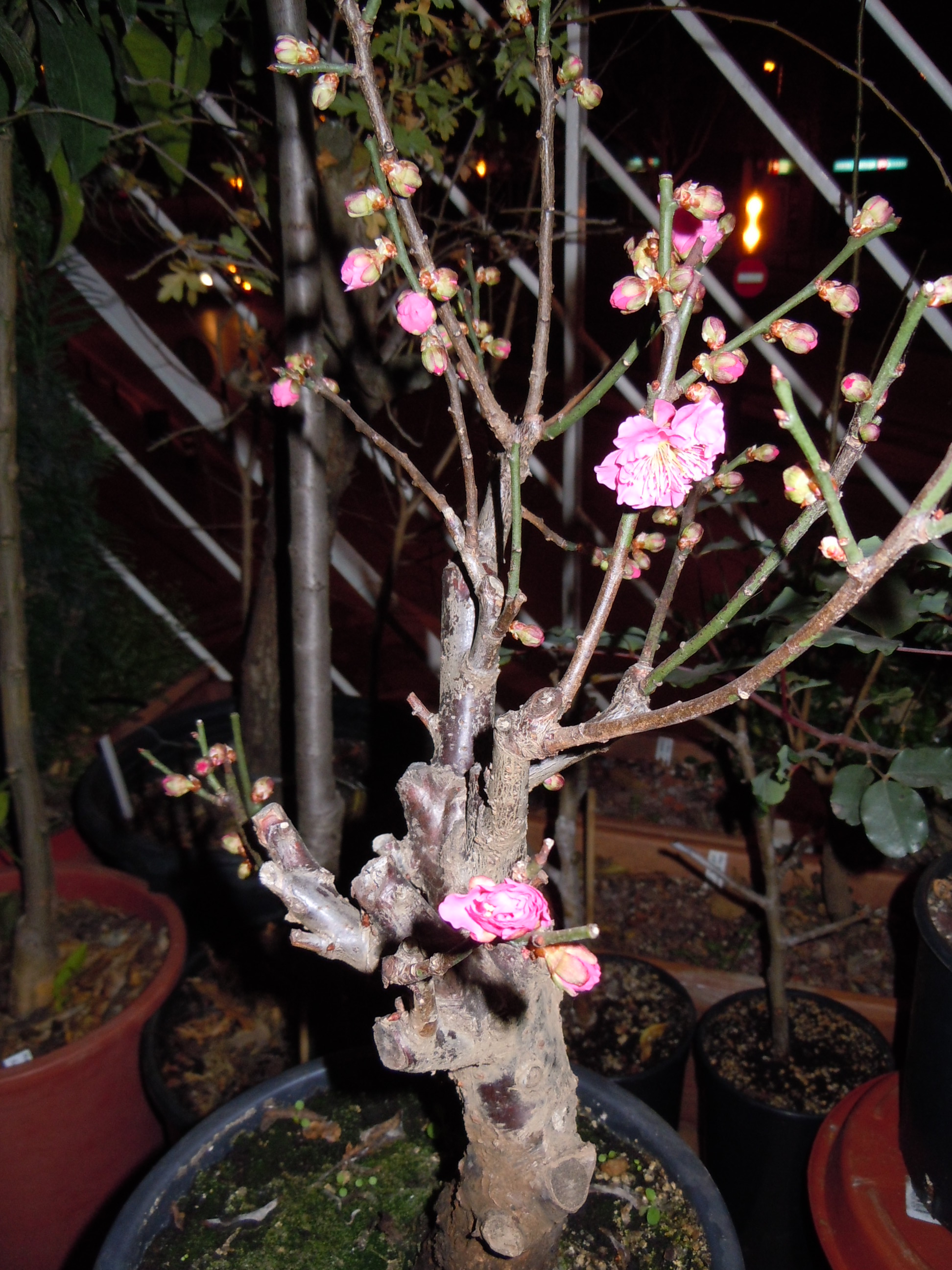 Umeflor01.JPG