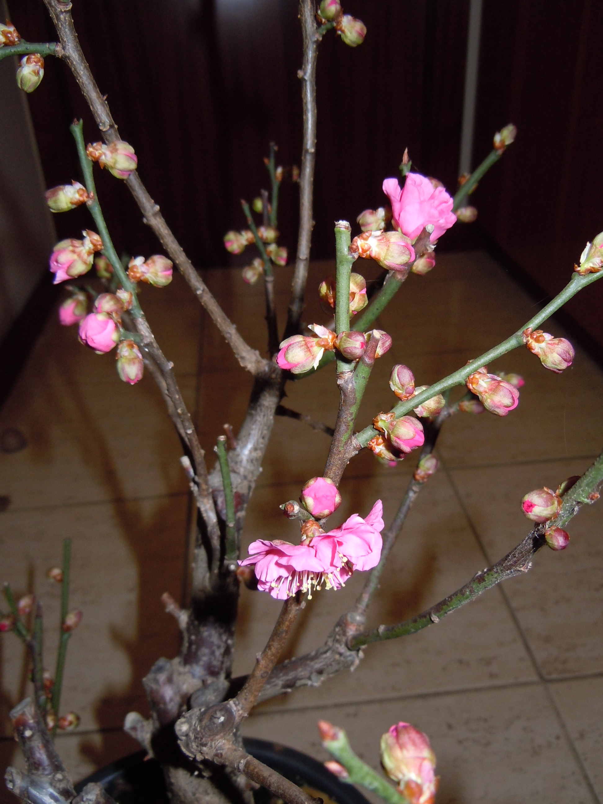 Umeflor03.JPG