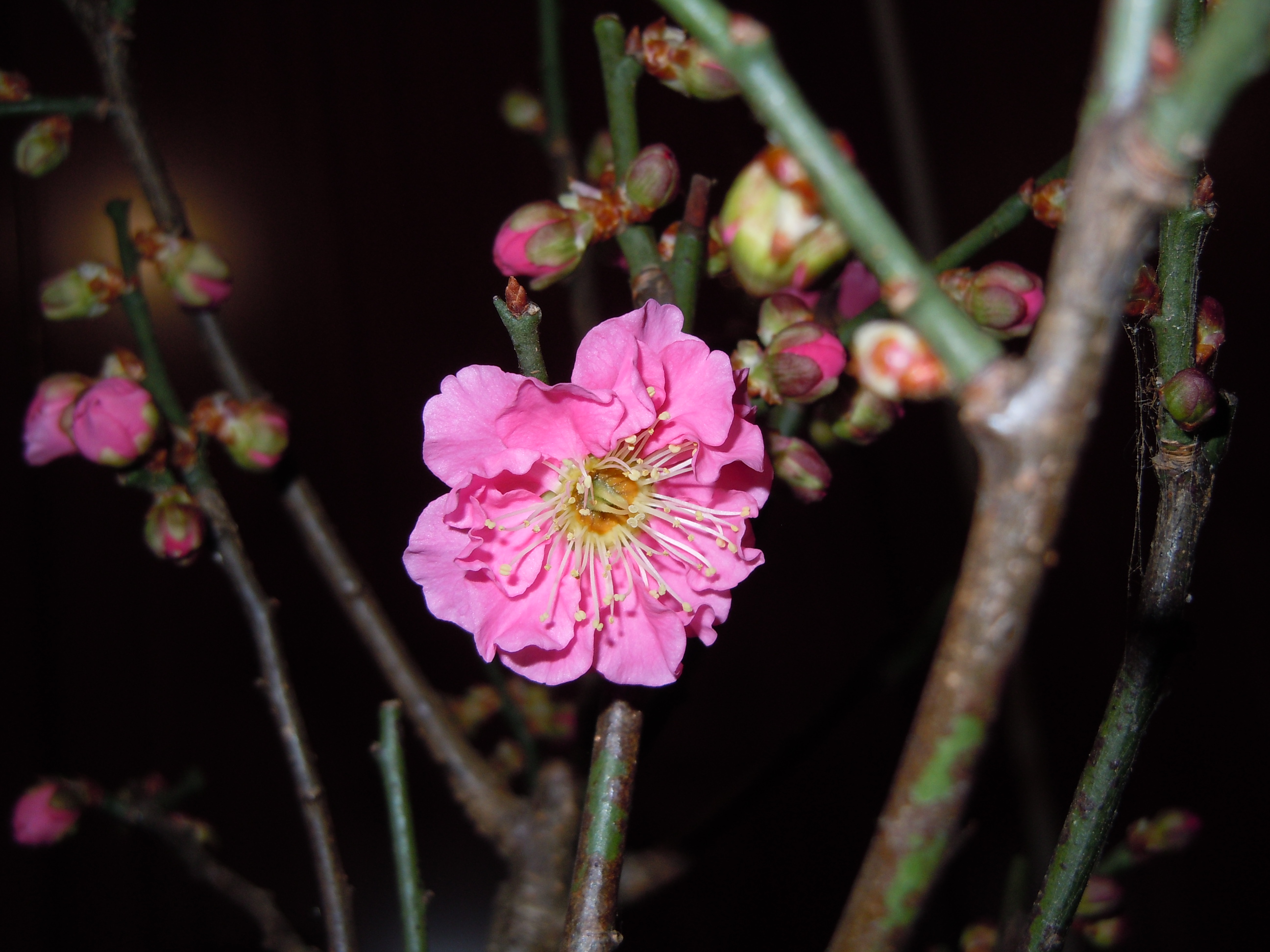 Umeflor04.JPG