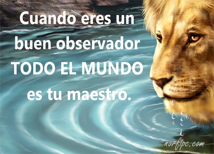 un-buen-observador.jpe