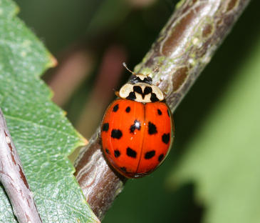 Un-parasito-de-la-mariquita-arlequin-fulmina-a-otras-especies-de-mariquitas_image365_.jpg
