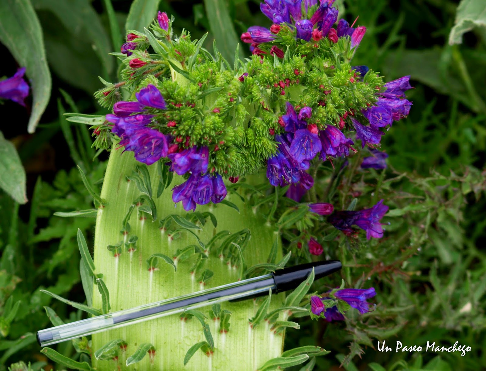 Un+Paseo+Manchego+-+Viborera+-+Echium+vulgare+-+fasciaci%C3%B3n+-+crestaci%C3%B3n+(3).JPG