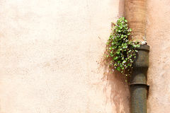 una-planta-floreciente-crecida-en-un-canal-41297855.jpg