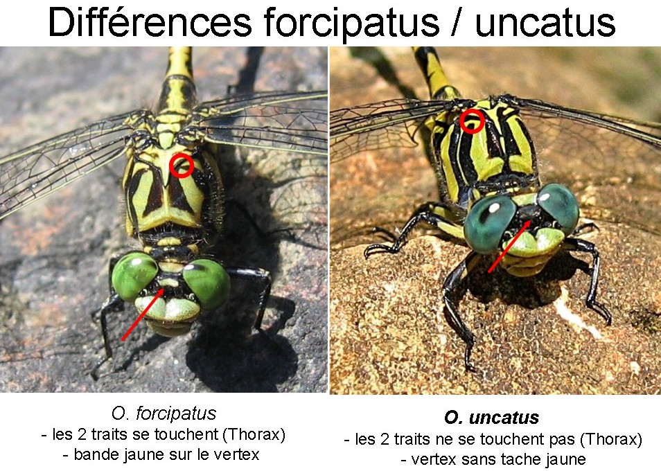 uncatus_versus_forcipatus.jpg