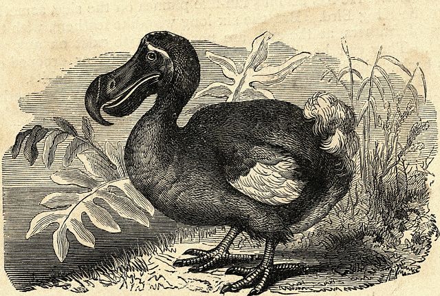 undated_engraving_of_dodo11508941.jpg