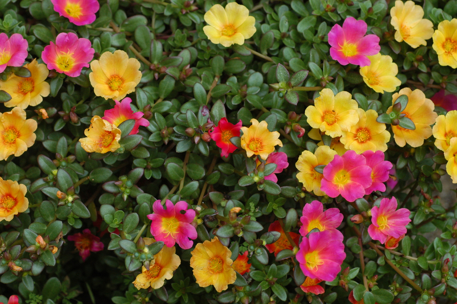 Unidentified_Portulaca_flowering_in_a_garden_1.jpg
