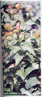uniflora-3.jpg