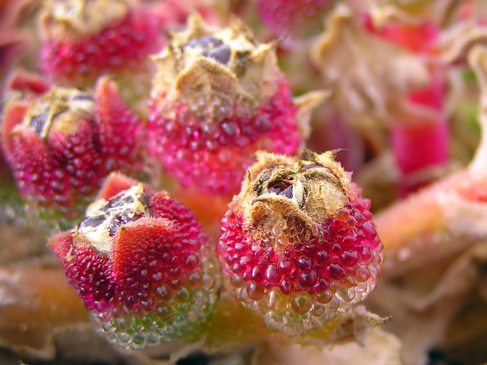 Unk_desert_flower_3.jpg