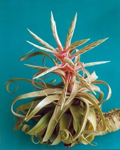 untitTstreptophylla.jpg