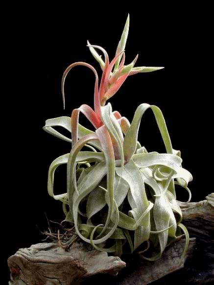 untitTstroptophylia.jpg