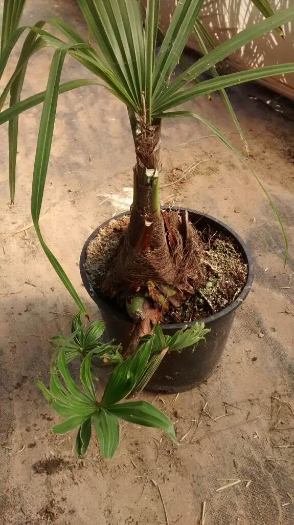 upload_-1.jpg