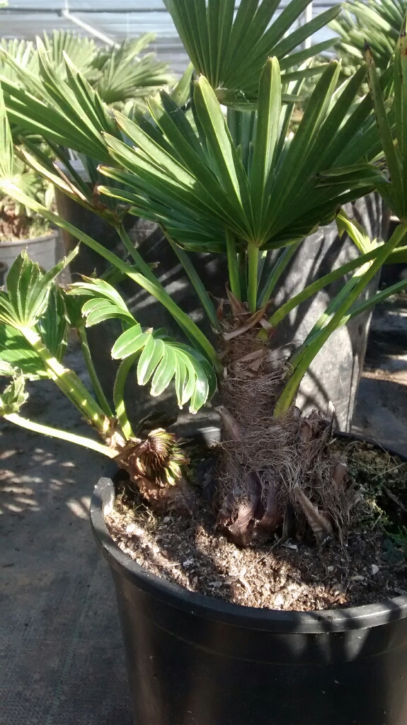 upload_-1.jpg