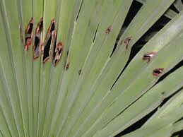 upload_-1.jpg