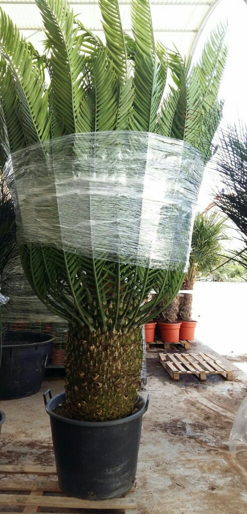 upload_-1.jpg