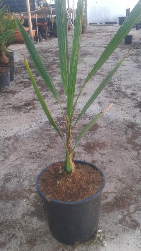 upload_-1.jpg