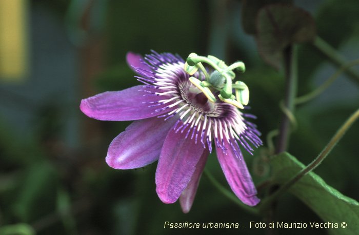 urbaniana_G.jpg