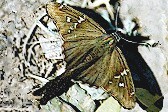 Urbanus_proteus_Chaco_Ago2002_th.jpg