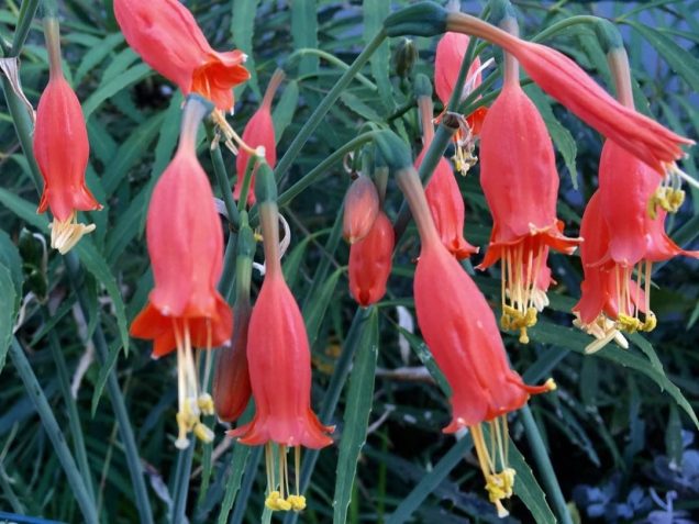Urceolina-e1567171548454.jpg
