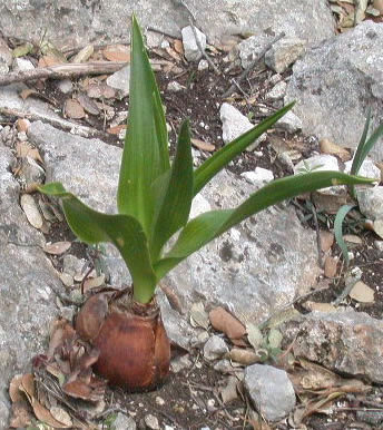 urginea-maritima.jpg