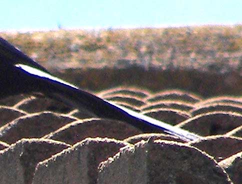 urraca14.jpg