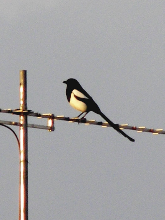 urraca5.jpg