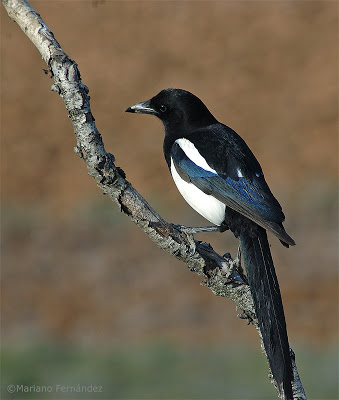 urraca800_02.jpg