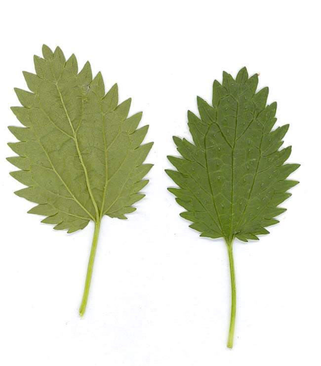 urtica-urens3805.jpg
