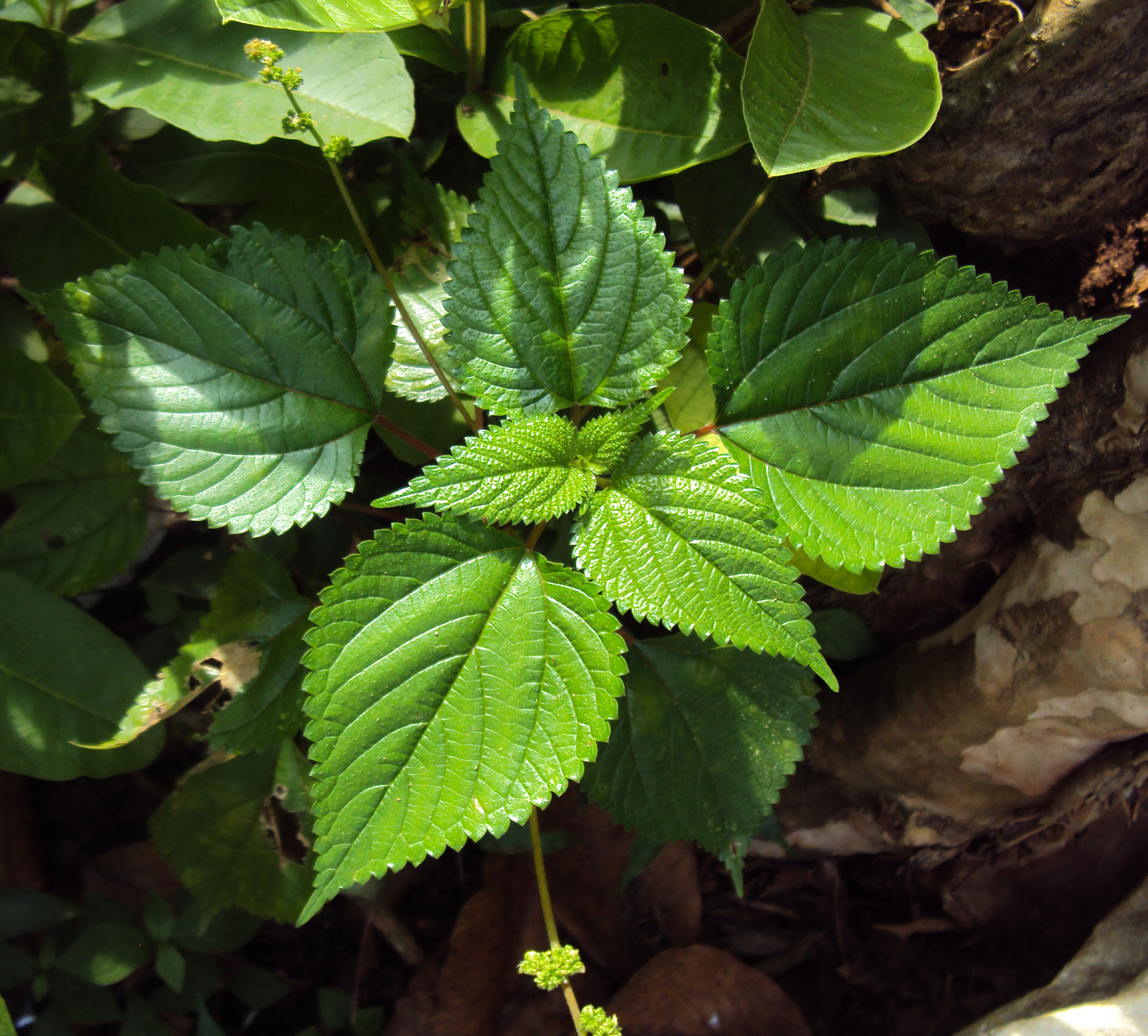 Urtica_parviflora.jpg