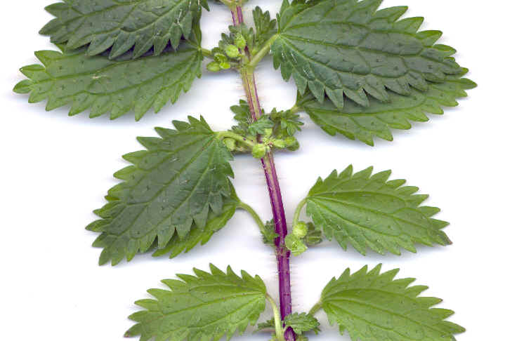 urtica_urens.jpg