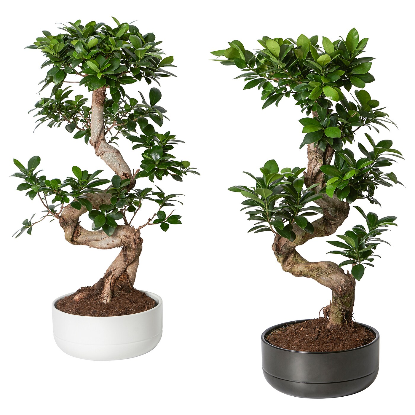 us-microcarpa-ginseng-potted-plant-with-pot-bonsai-twisted-assorted-colours__0804138_PE769077_S5.JPG