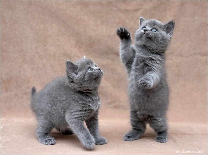 user_135_cute_20kitties001.jpg