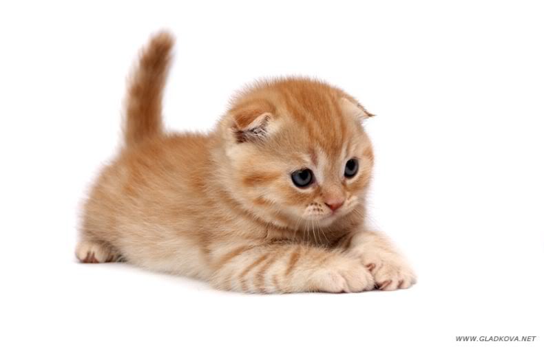 user_135_cute_20kitties007.jpg
