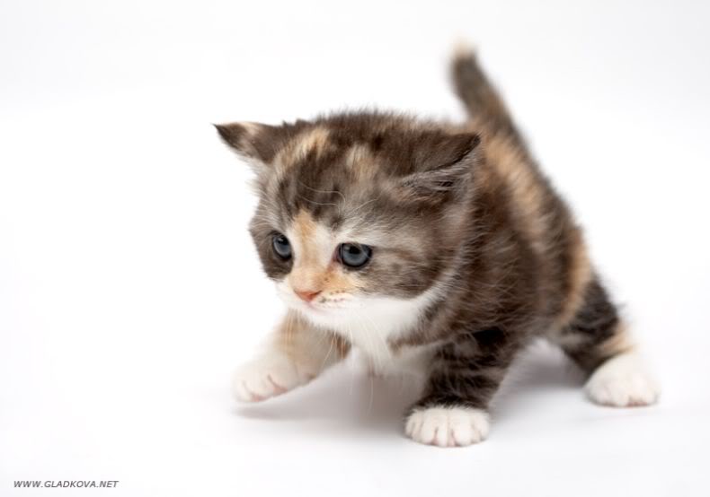 user_135_cute_20kitties011.jpg